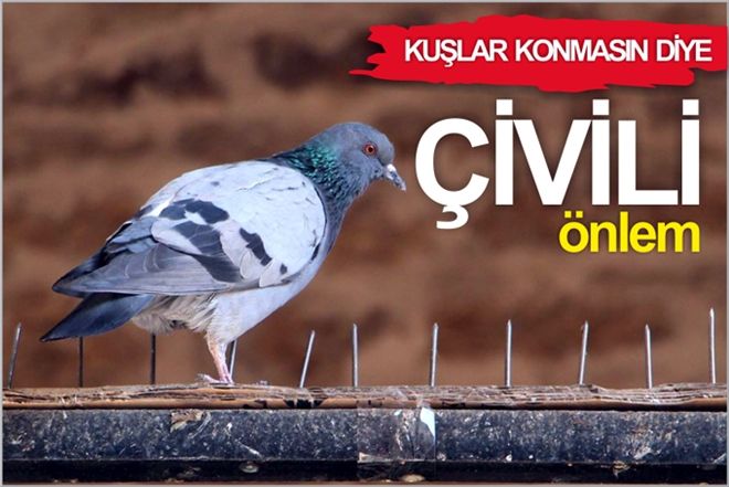 KUŞLAR KONMASIN DİYE ´ÇİVİLİ´ ÖNLEM