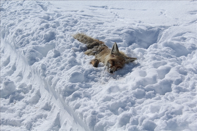 YAVRU TİLKİ AÇLIKTAN ÖLDÜ