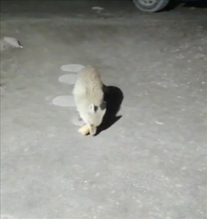 AÇ TİLKİ İLE EKMEĞİNİ PAYLAŞTI (VİDEO)