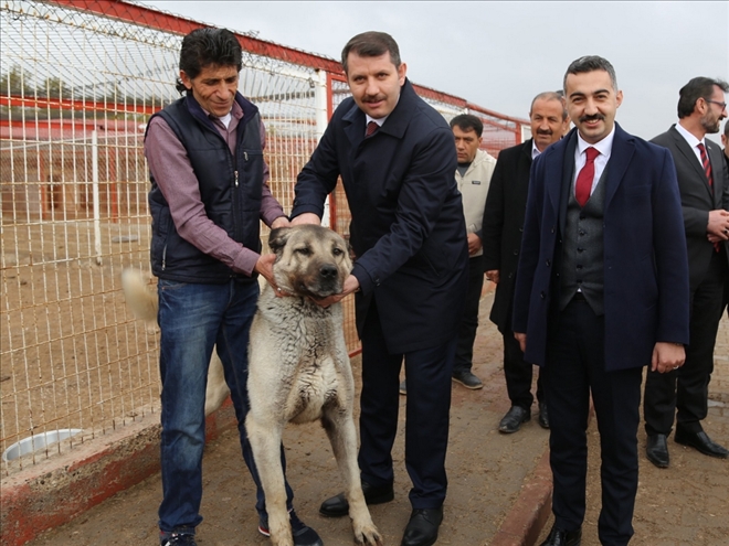 KANGAL KÖPEĞİNİN YAŞAM ALANLARI KORUNACAK