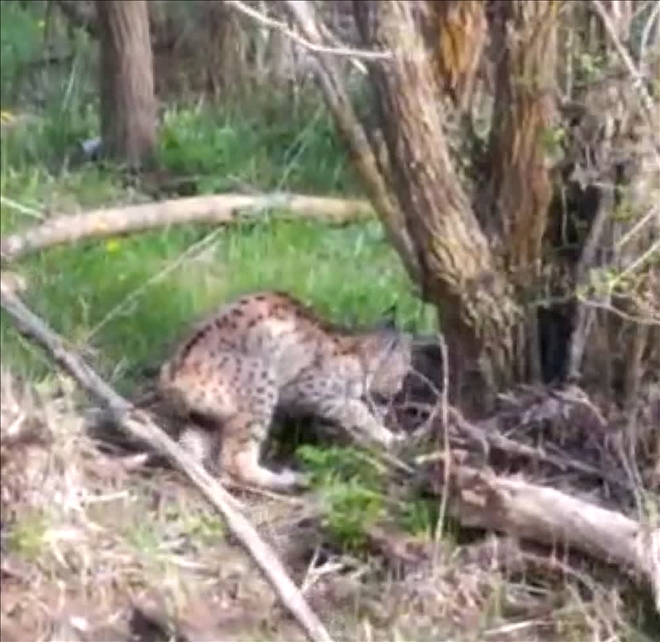 VAŞAĞI KEDİ GİBİ ÇAĞIRDI (VİDEO)