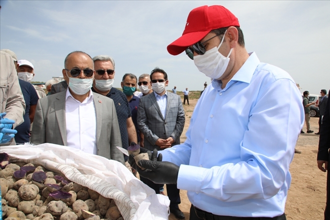 MOR PATATES EKİLDİ