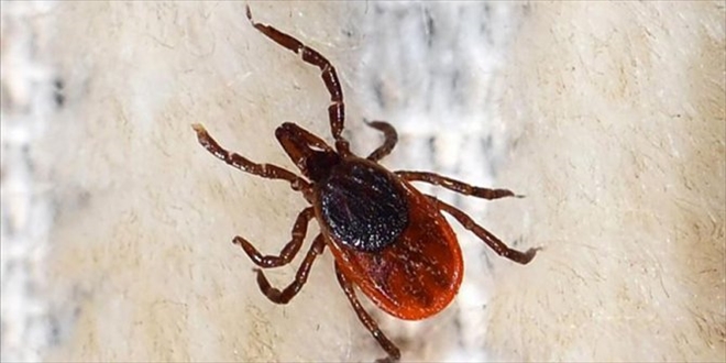 KENE KORONAVİRÜS İLE YARIŞIYOR