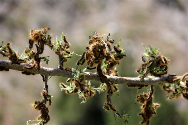 ORMANLIK ALANI TIRTILLAR İSTİLA ETTİ