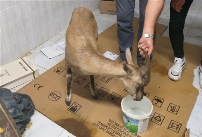 YARALI YABAN KEÇİSİ TEDAVİ ALTINA ALINDI