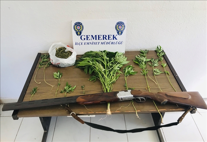 HİNT KENEVİRİ ELE GEÇİRİLDİ