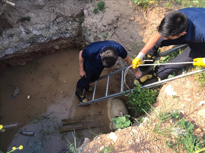 ÇUKURDA KOYUN VE KÖPEK SEFERBERLİĞİ