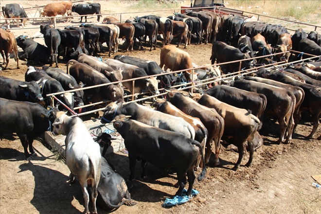 KURBAN SEÇİMİNDE TİTİZLİK VAR