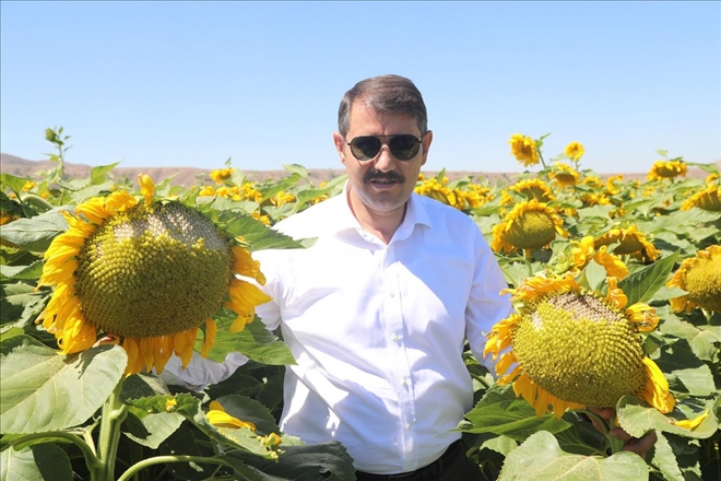 AYÇİÇEĞİ ÜRETİMİNDE SÖZ SAHİBİ OLACAĞIZ