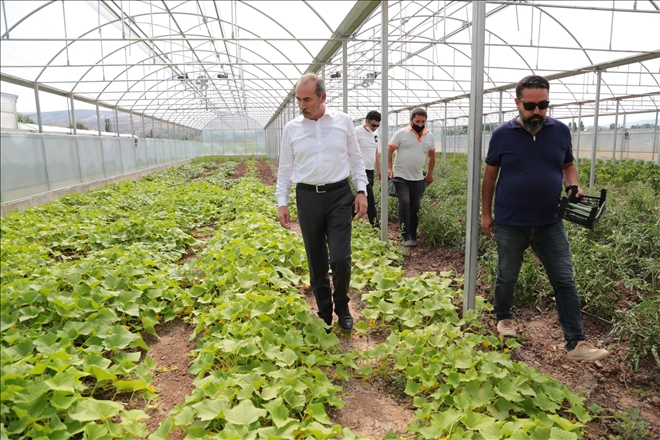 İLK HASADI REKTÖR YAPTI