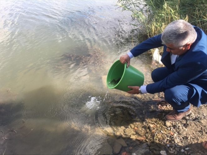 ULAŞ GÖLÜNE YAVRU SAZAN BIRAKILDI