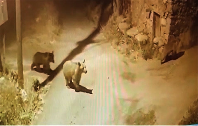 KÖYE İNEN AYILAR KAMERAYA YAKALANDI