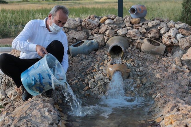 YOSUNLAŞMAYA KARŞI ÇİM SAZANI BIRAKILDI (VİDEO)