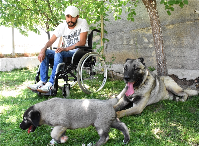 KANGAL KÖPEĞİ SEVGİSİ HAYATA BAĞLADI