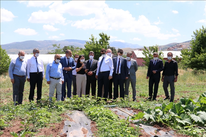 ATA TOHUMLARI SERALARDA ÇOĞALTILACAK