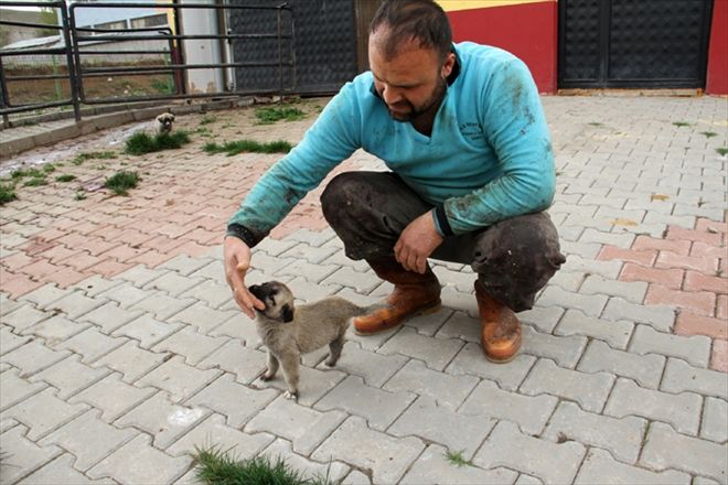 3 AYAKLI MİNİK KANGAL