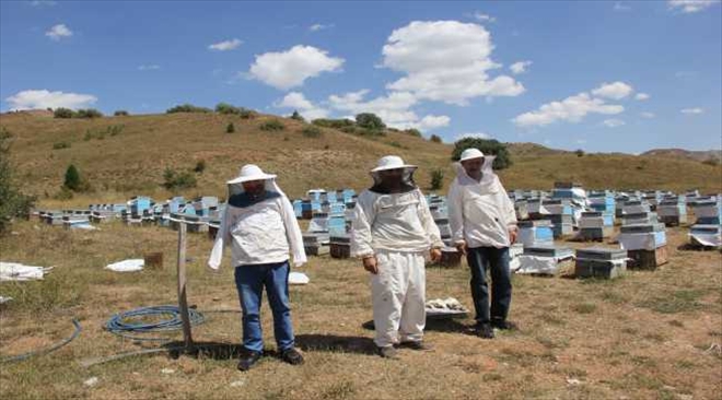 ZARA´DA BAL HASADI SONA ERDİ