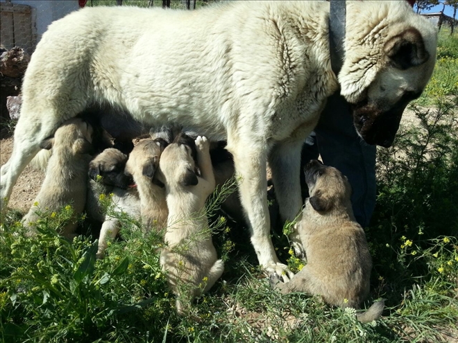YAVRUSUNU YİYEN KANGALLAR TEDAVİ EDİLİYOR