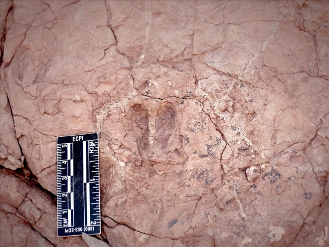 Sivas´ta hayvan ayak izi fosilleri bulundu