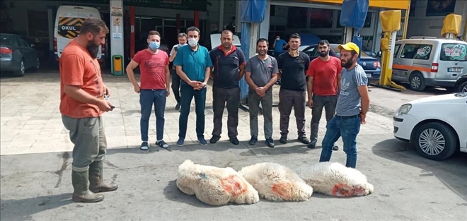 SALGININ BİTMESİ İÇİN KURBAN KESTİLER