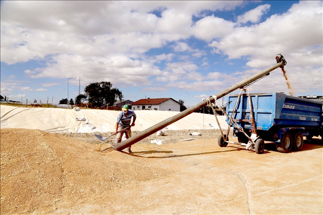 Sivas´ta tritikalede rekolte yüzleri güldürdü