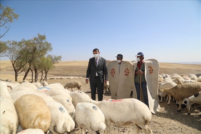 HEDEF 1 MİLYON KOYUN