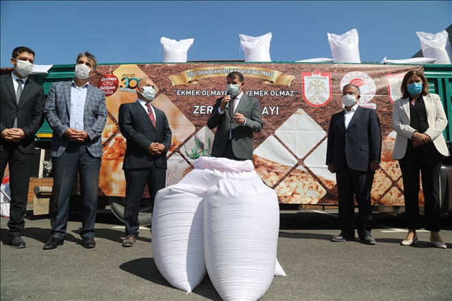 ZERON BUĞDAYI YENİDEN ÇİFTÇİLERLE BULUŞTU