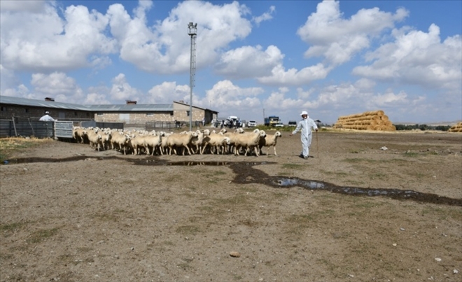 KOYUN ÜRETİM MERKEZİNDE KOÇ KATIM ETKİNLİĞİ