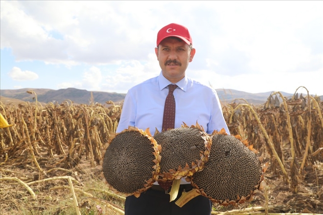 ÇİFTÇİNİN YÜZÜ AYÇİCEK İLE GÜLDÜ