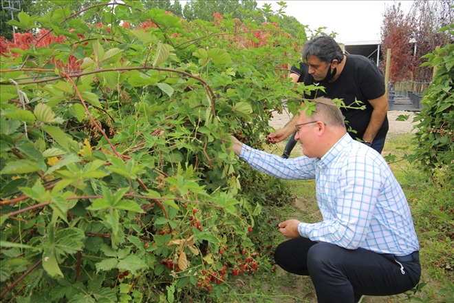 YEŞİL ALANLAR ÇOĞALIYOR