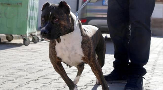 "TEHLİKELİ IRK" KÖPEK BESLEYENE 9 BİN LİRA CEZA