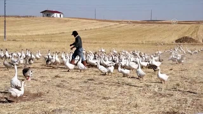 40 YIL SONRA KÖYÜNE KAZ ÇİFTLİĞİ KURDU