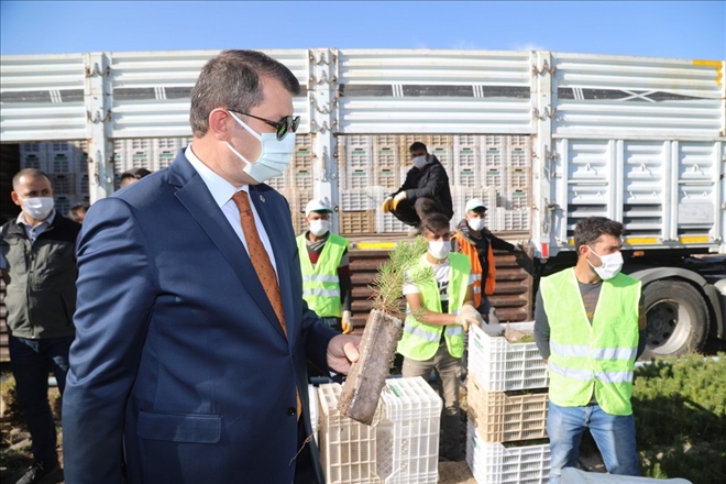 1 MİLYON FİDAN TOPRAKLA BULUŞACAK