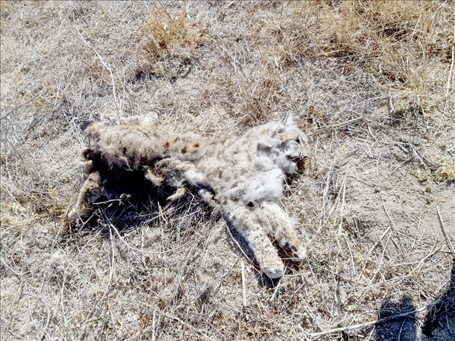 AV TÜFEĞİYLE ÖLDÜRÜLMÜŞ VAŞAK BULUNDU