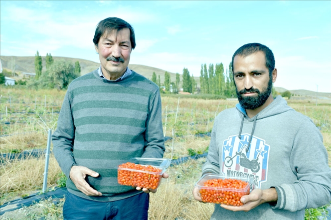 Ata ocağı köyde goji berry yetiştiren profesör çiftçilere örnek oluyor