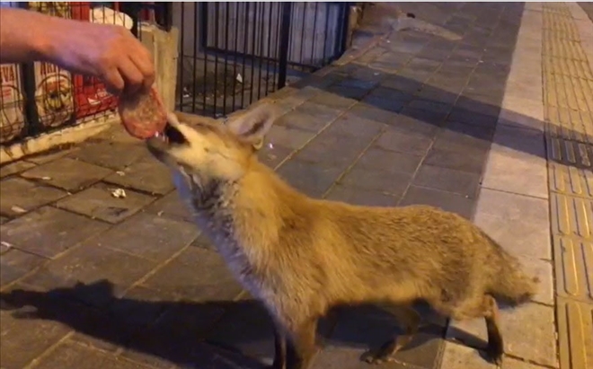 TİLKİYİ SİVAS´TA KÖFTESİ İLE BESLEDİ (VİDEO)