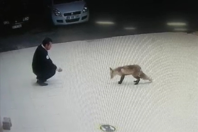 TİLKİ ANAHTARI ALIP KAÇTI (VİDEO)