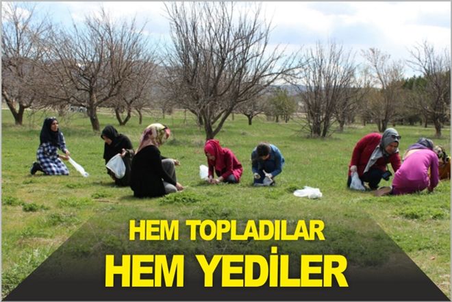 HEM TOPLADILAR, HEM YEDİLER