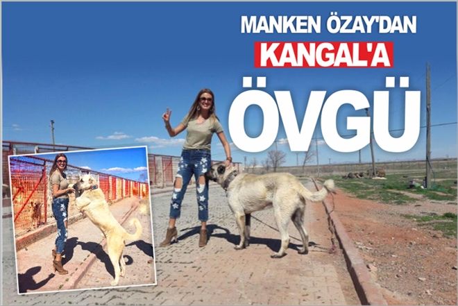 MANKEN ÖZAY´DAN KANGAL´A ÖVGÜ