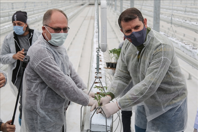 TERMAL SUYLA SEBZE ÜRETİLECEK (VİDEO)