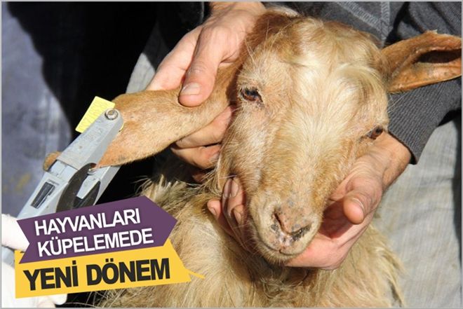 HAYVANLARI KÜPELEMEDE YENİ DÖNEM
