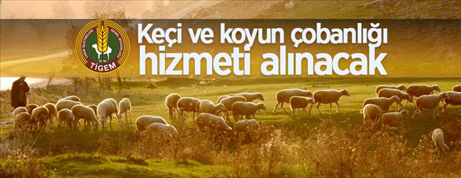 ÇOBANLIK HİZMETİ ALINACAK