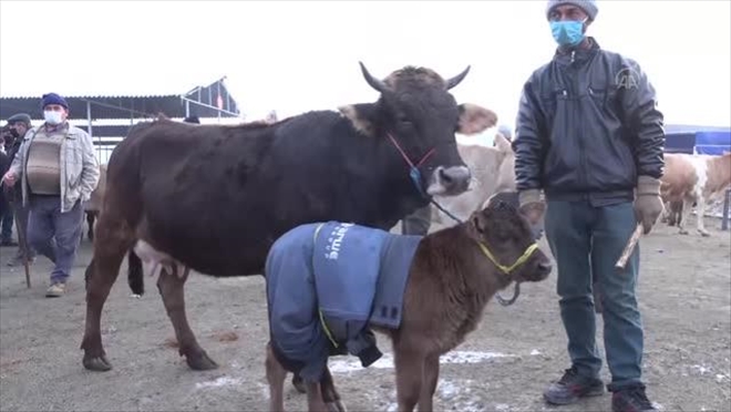 BESİCİLER HAYVANLARINI ÖRTÜLERLE KORUYOR