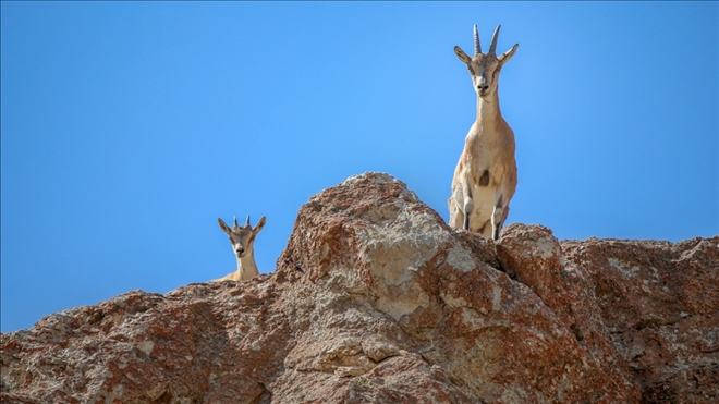 DAĞ KEÇİSİ POPÜLASYONU ARTIYOR