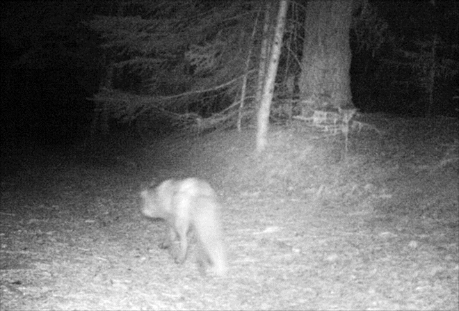 YABAN HAYATI FOTOKAPANLARA YANSIDI