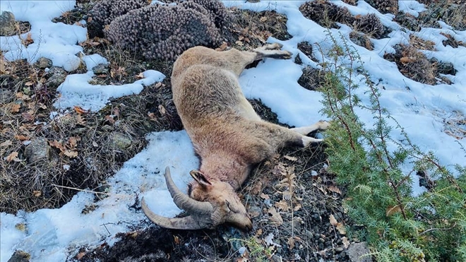 KAÇAK AVCILARA 38 BİN LİRA CEZA