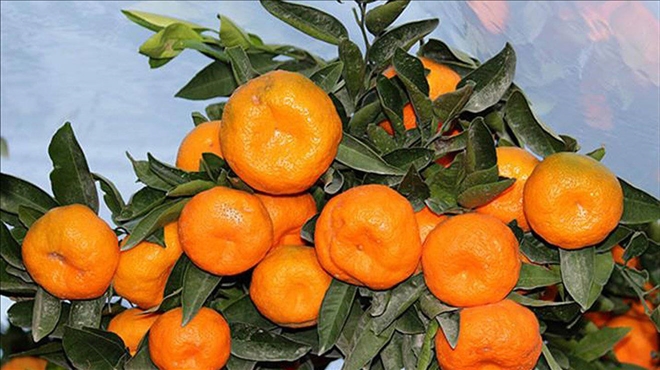 ZAM ŞAMPİYONU MANDALİNA