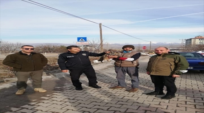 YARALI PUHU TEDAVİ EDİLDİ