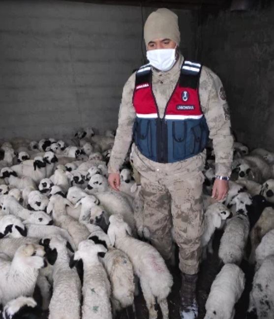 ÇÖKEN AĞILDAKİ KOYUNLARI JANDARMA KURTARDI