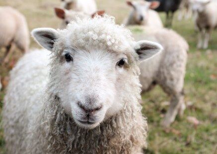 1 MİLYON KOYUN PROJESİNE BÜYÜK İLGİ